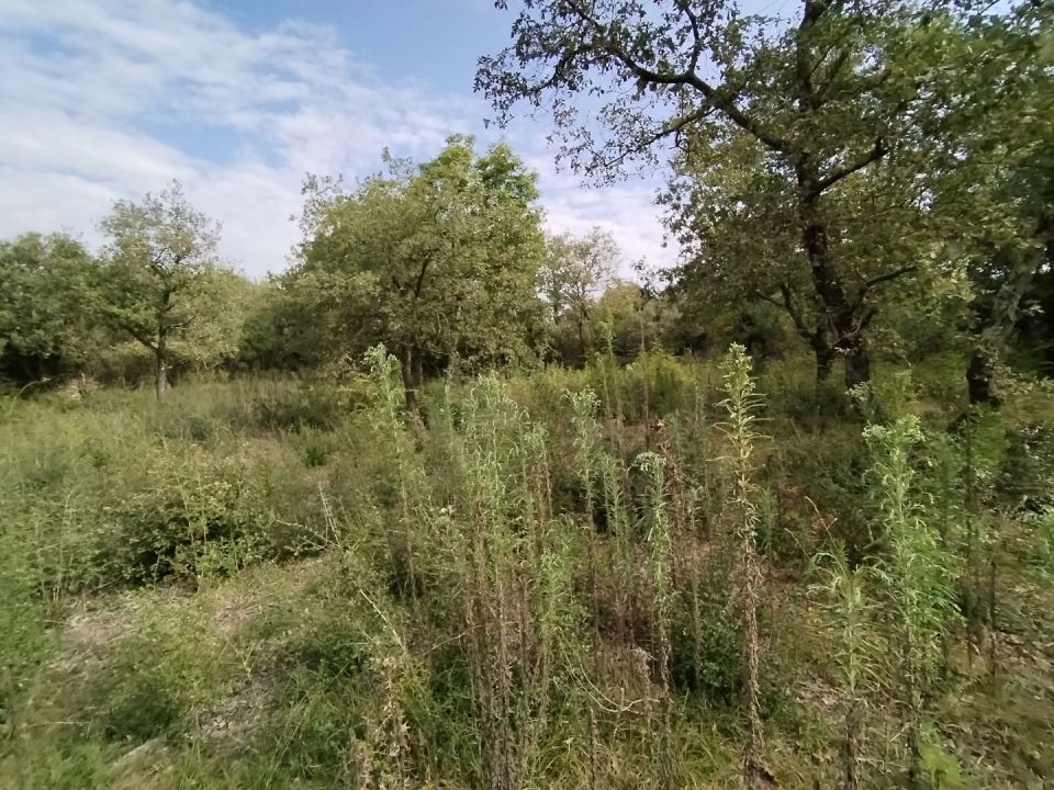 original_1727443480_img_20240926_112433.jpg