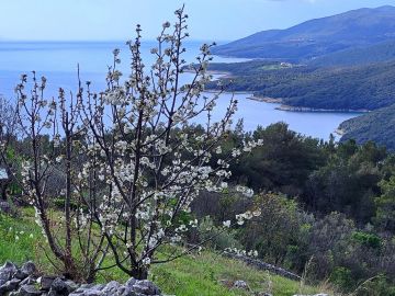 original_1724089492_croatia-istria-real-estate-for-sale-178.jpg